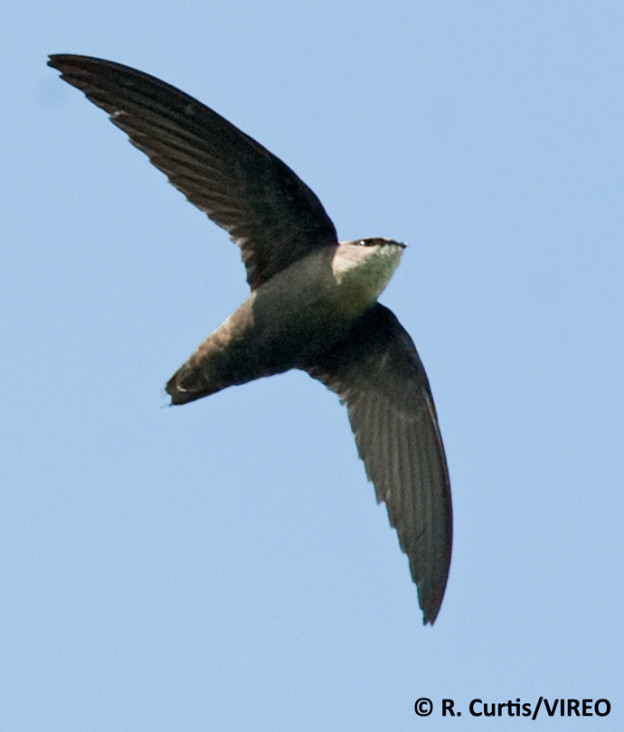 Chimney Swift Identification | Landbird Species at Risk in Forested ...